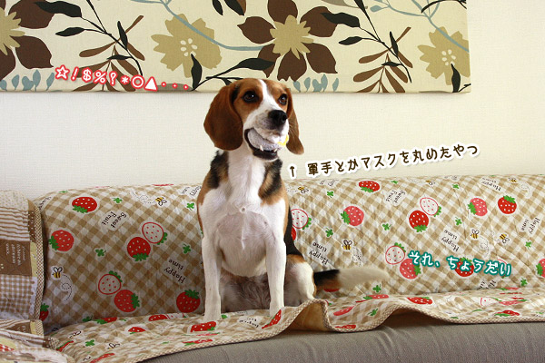 ビーグル きなこ