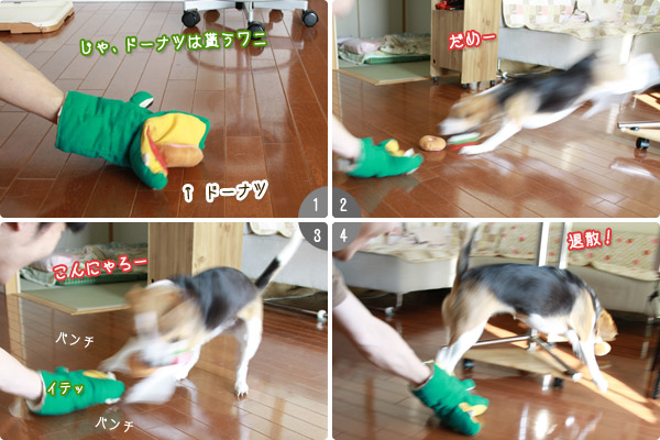 ビーグル きなこ