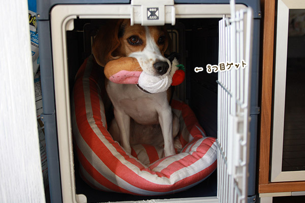 ビーグル きなこ
