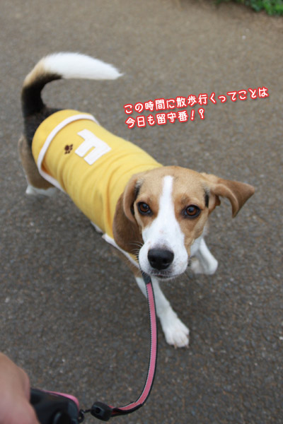 ビーグル きなこ