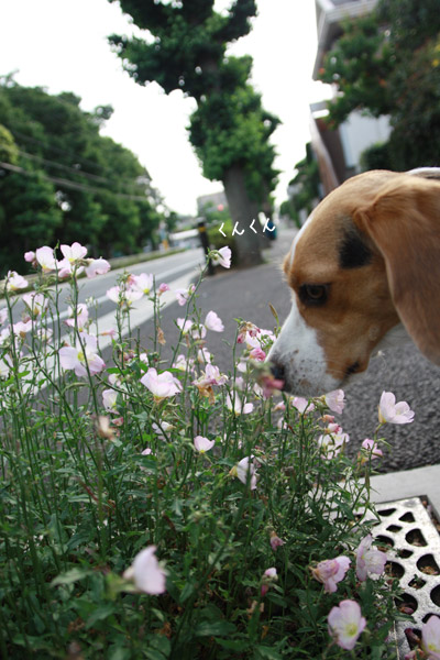 ビーグル　きなこ