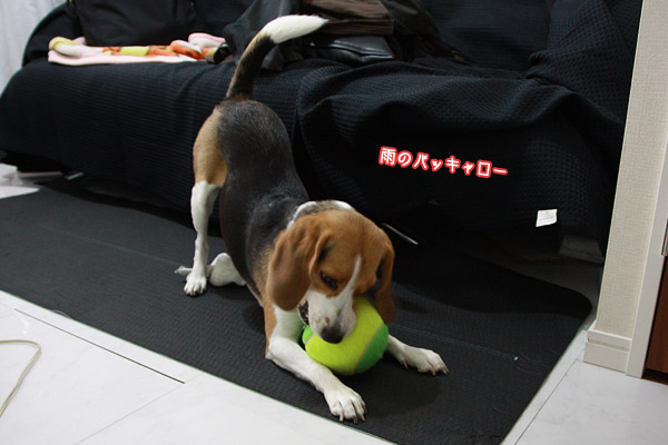 ビーグル きなこ