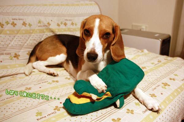 ビーグル きなこ