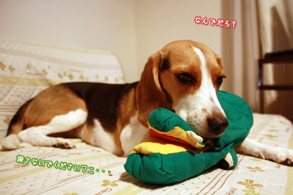 ビーグル きなこ