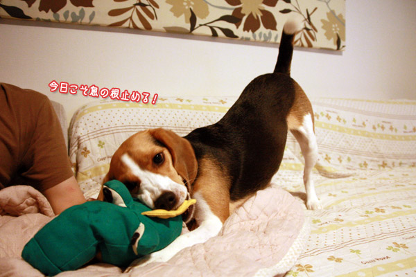 ビーグル きなこ