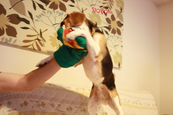 ビーグル きなこ