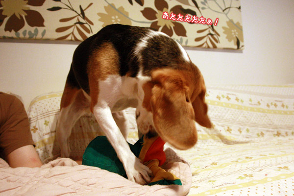 ビーグル きなこ