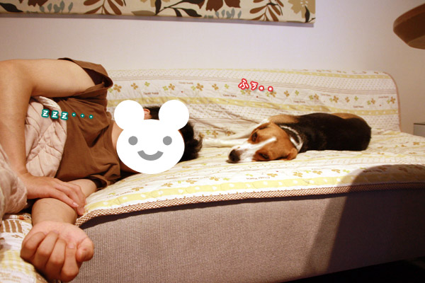 ビーグル きなこ