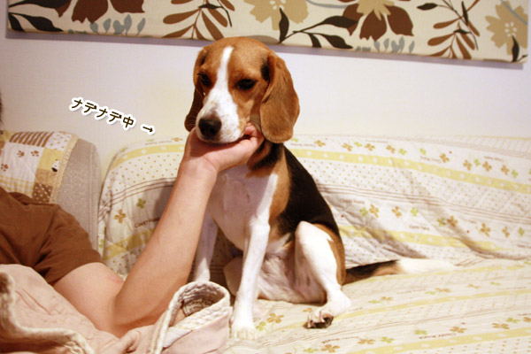 ビーグル きなこ