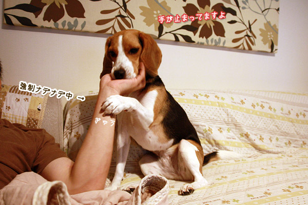 ビーグル きなこ