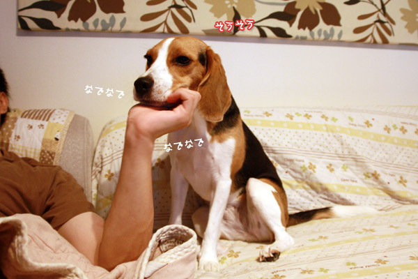 ビーグル きなこ