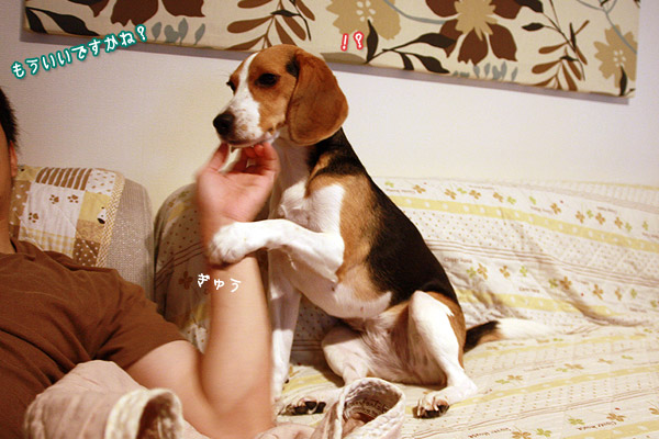 ビーグル きなこ