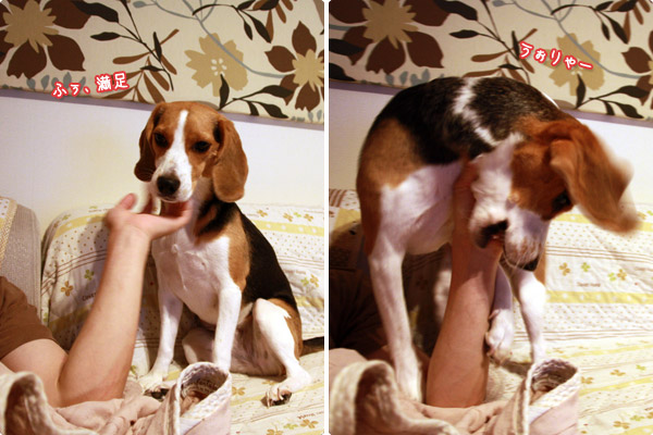 ビーグル きなこ