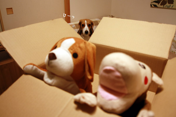 ビーグル きなこ