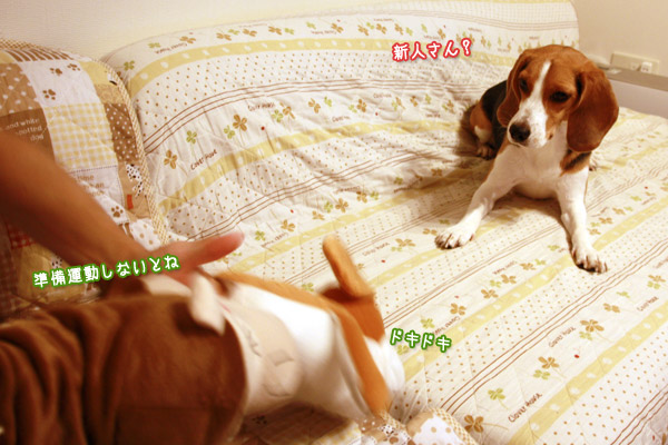 ビーグル きなこ