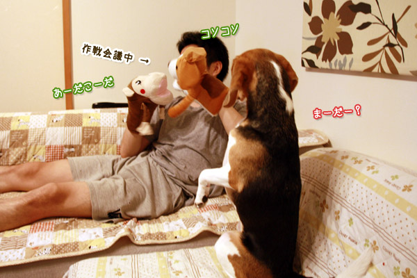 ビーグル きなこ