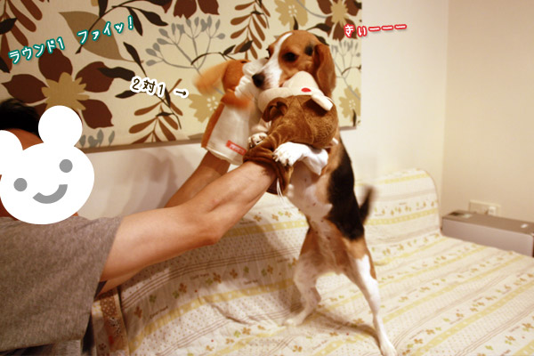 ビーグル きなこ