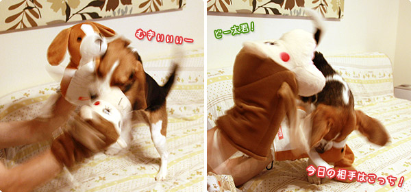 ビーグル きなこ