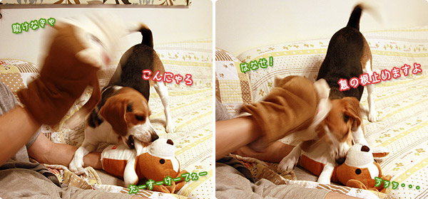 ビーグル きなこ