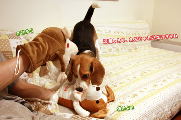 ビーグル きなこ