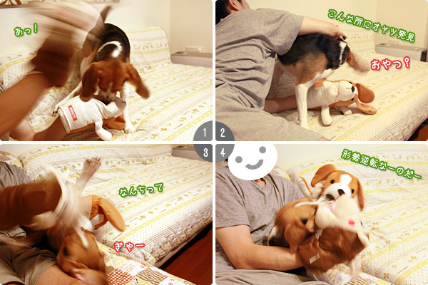 ビーグル きなこ