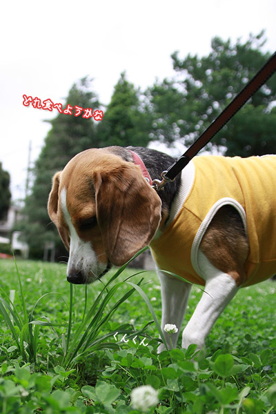 ビーグル きなこ