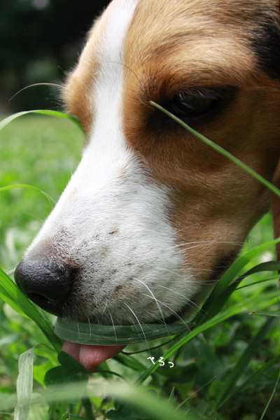 ビーグル きなこ