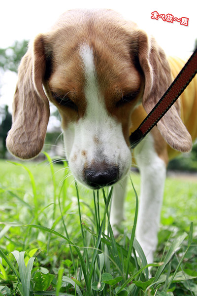 ビーグル きなこ