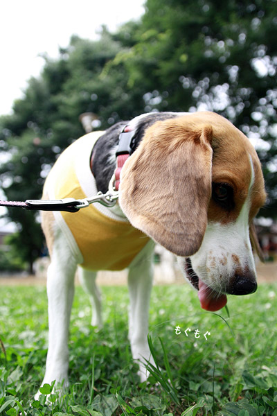 ビーグル きなこ