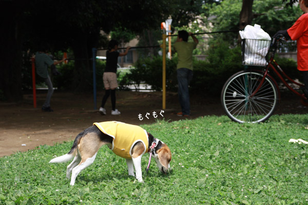 ビーグル きなこ