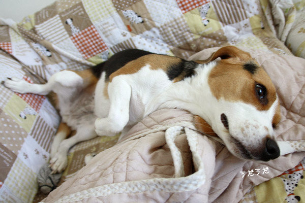 ビーグル きなこ