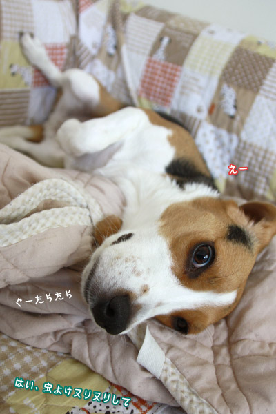 ビーグル きなこ