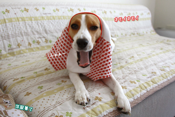 ビーグル きなこ