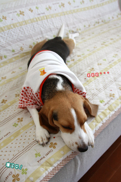 ビーグル きなこ