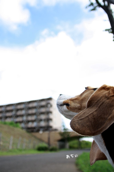 ビーグル きなこ