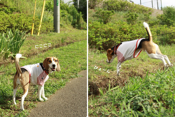 ビーグル きなこ