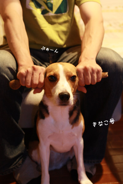 ビーグル きなこ