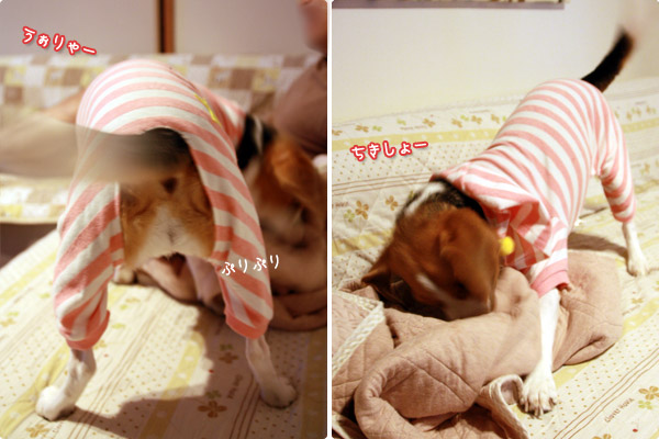 ビーグル　きなこ