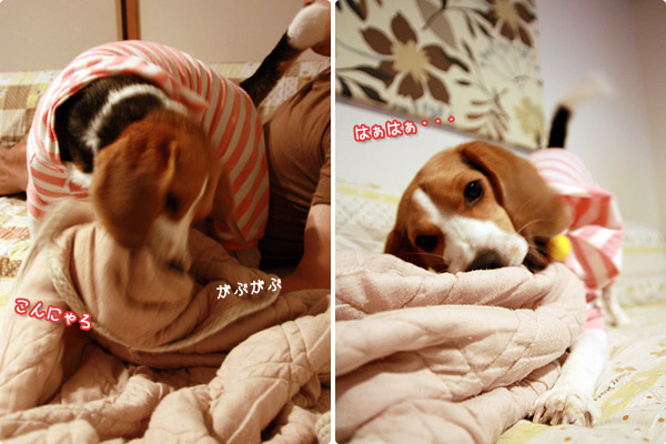 ビーグル　きなこ