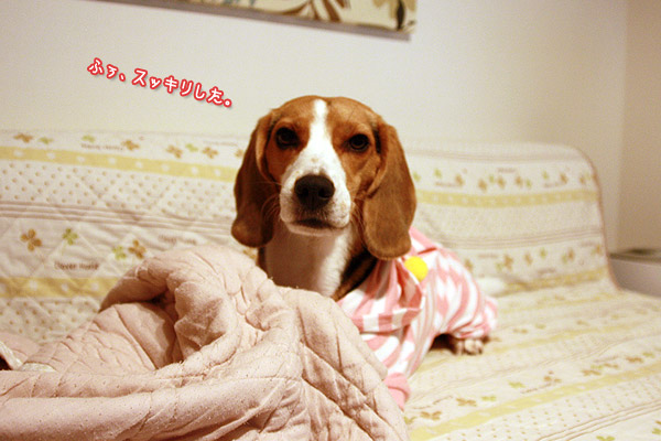 ビーグル　きなこ