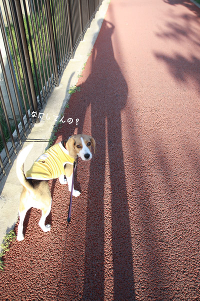 ビーグル　きなこ