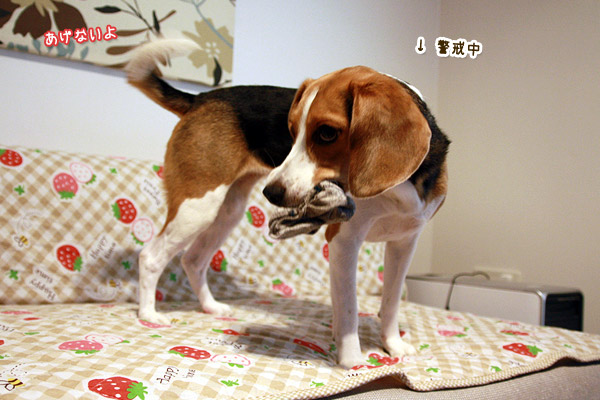 ビーグル きなこ