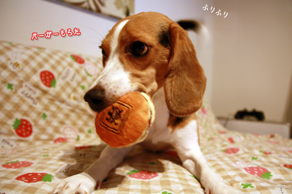 ビーグル きなこ