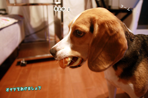 ビーグル きなこ