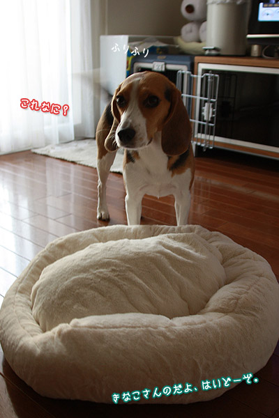 ビーグル きなこ