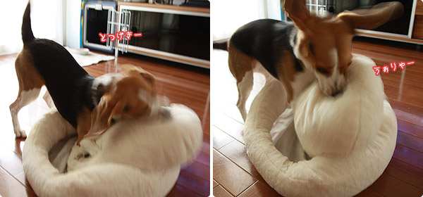 ビーグル きなこ