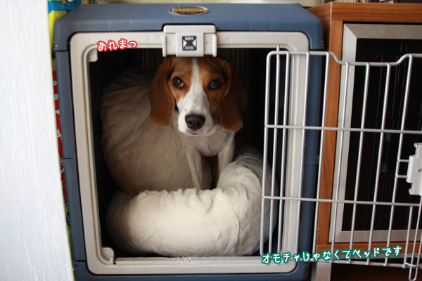 ビーグル きなこ