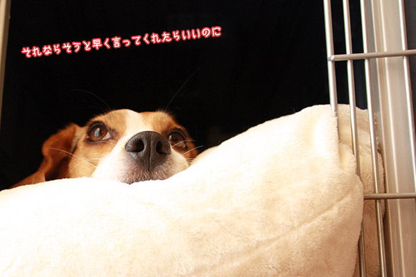 ビーグル きなこ