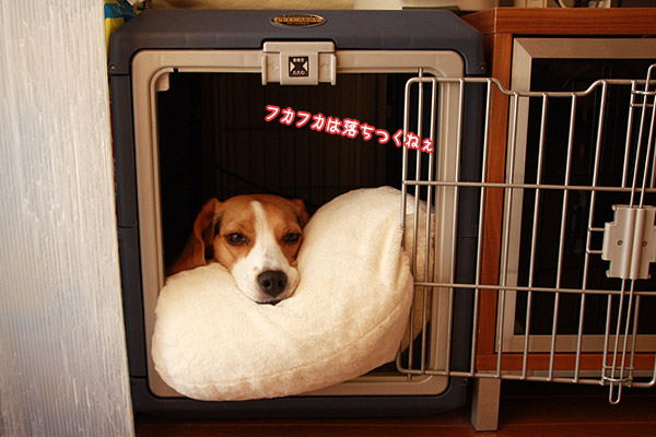 ビーグル きなこ