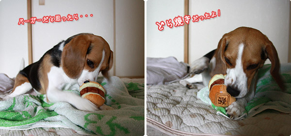 ビーグル きなこ